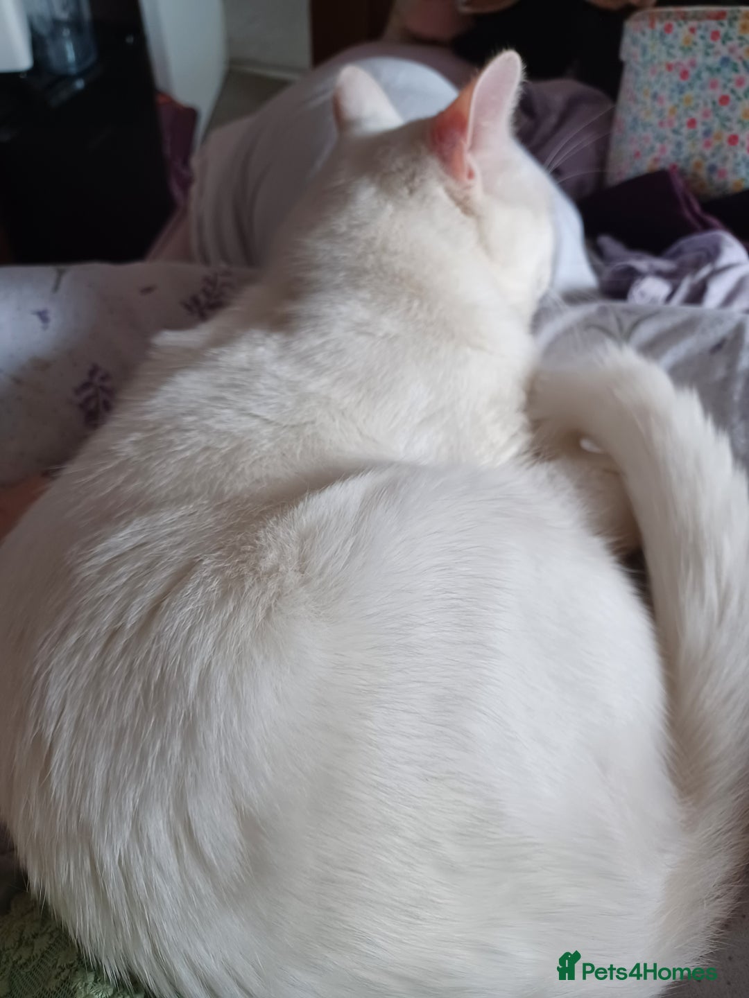 Turkish Angora cats for sale: Beautiful 14 month Pure White Boy - Image 5