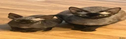 Devon Rex cats for sale: Fife reg Devon Rex kittens  - Advert 25