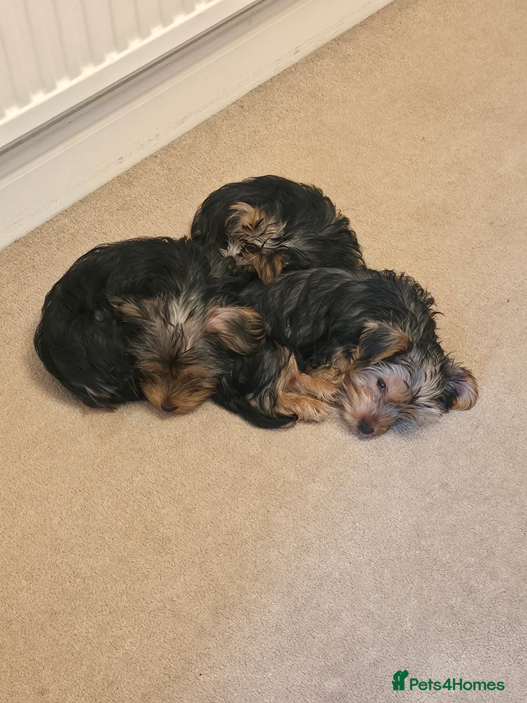 Yorkshire Terrier dogs for sale: MR Darek  - Advert 8