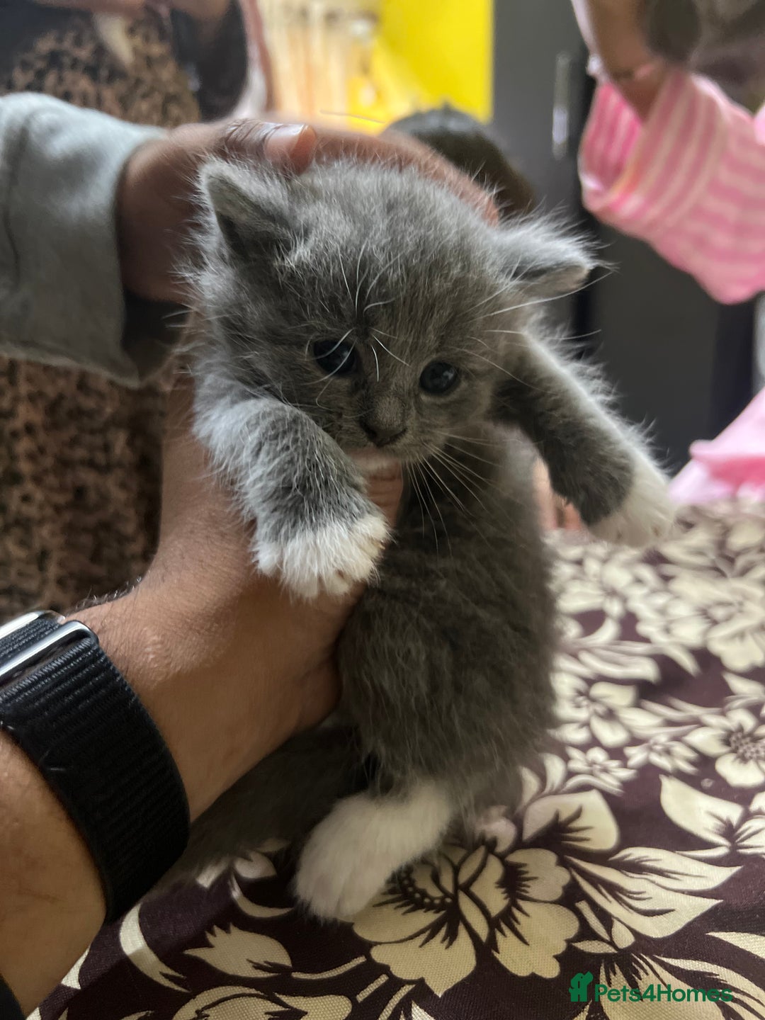 British Shorthair cats for sale: British short hair kittens looking forever home  - Image 1