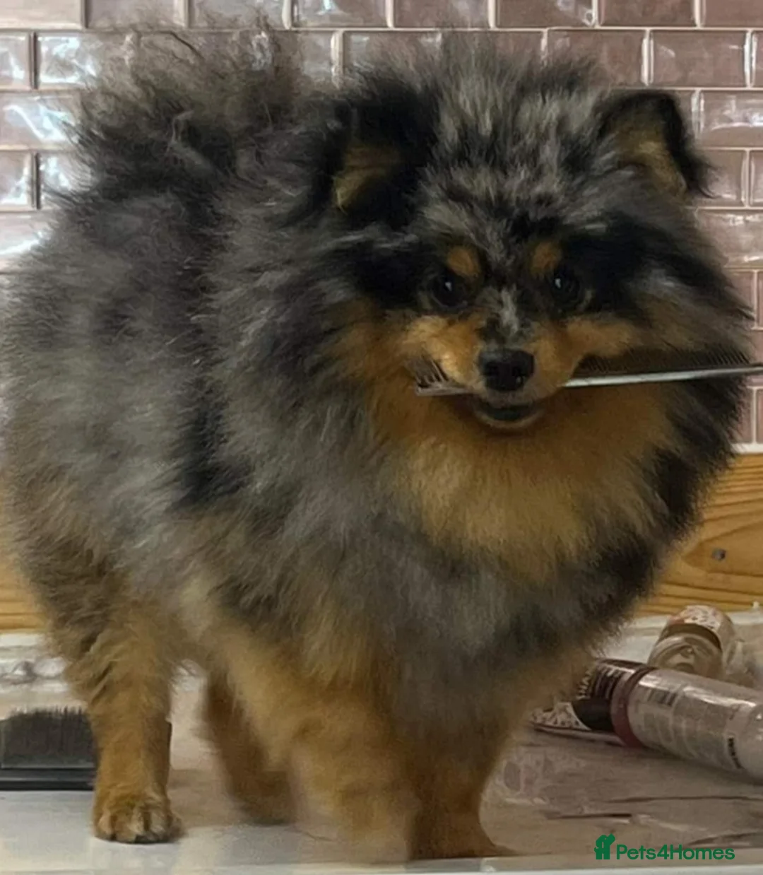 Pomeranian dogs for stud:  2 BEAUTAFUL BOY FOR STUD ONLY NOT FOR SALE in Barry - Advert 1