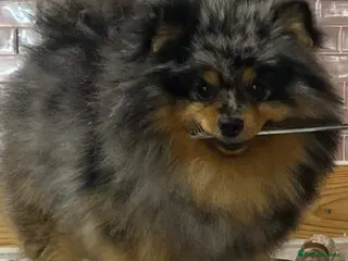 Pomeranian dogs 2 BEAUTAFUL BOY FOR STUD ONLY NOT FOR SALE - Advert 17