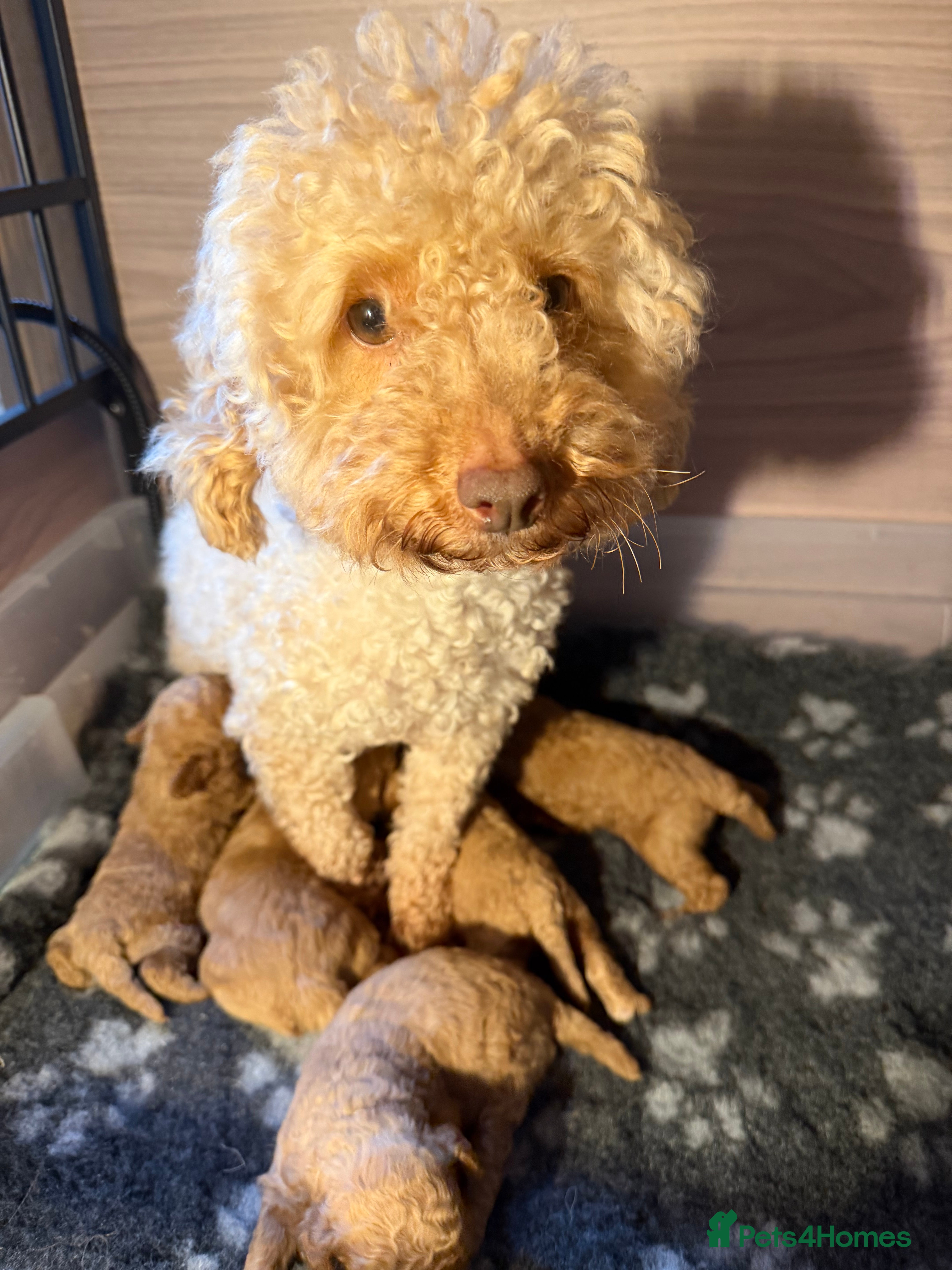 Toy Poodle dogs Fox Red Genuine pure Toy Poodle Puppies in Bournemouth - Advert 13