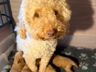 Toy Poodle dogs Fox Red Genuine pure Toy Poodle Puppies in Bournemouth - Advert 13