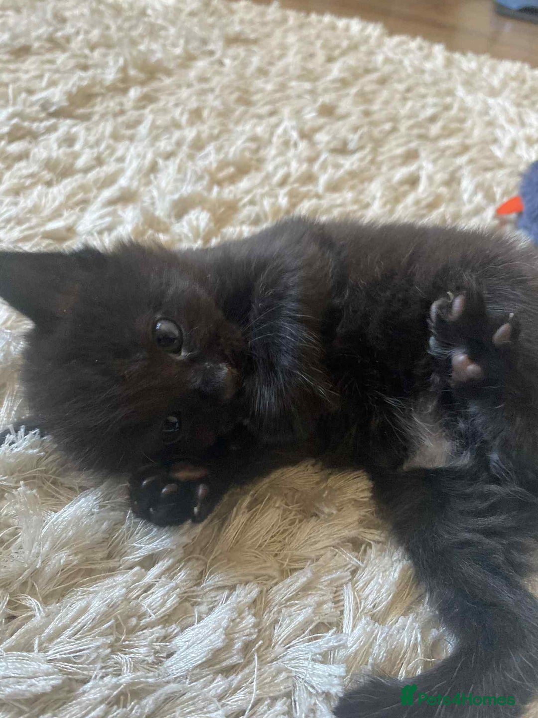 Domestic Shorthair cats for sale: 4 beautiful kittens  - Image 3