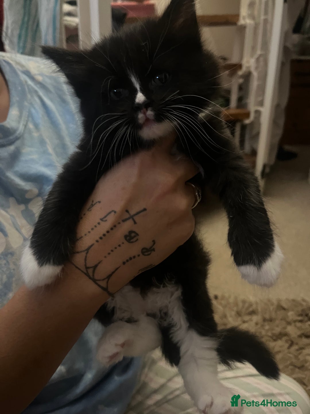 Mixed Breed cats for sale: 9 gorgeous kittens - Image 4