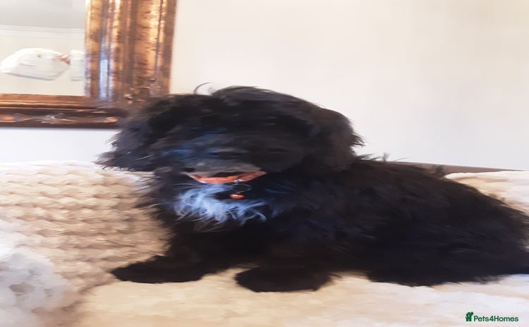 Cockapoo dogs - Advert 13