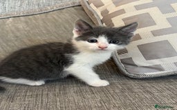 Mixed Breed cats for sale:  BOTH RESERVED boy kittens looking for home  - Image 2