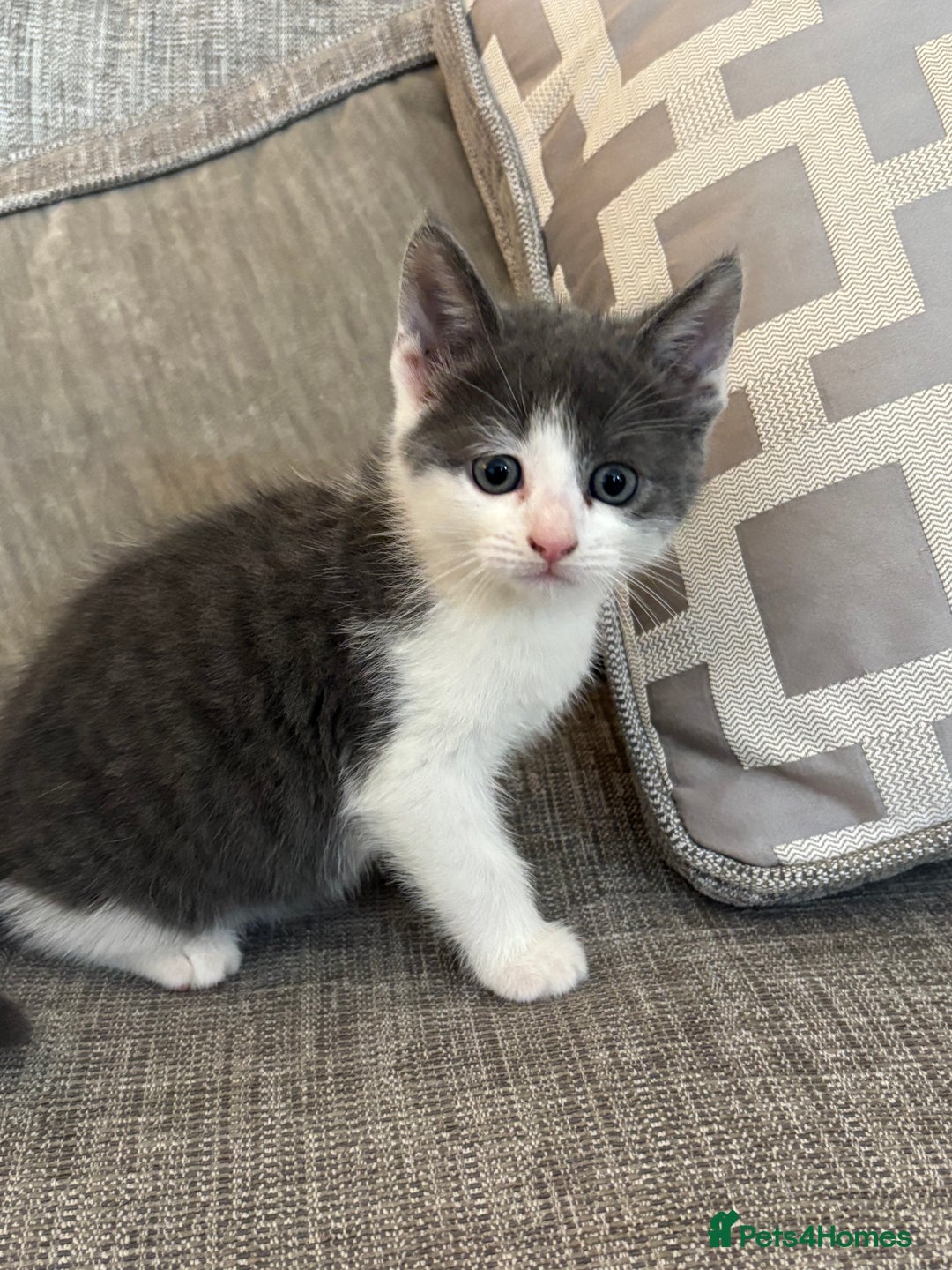 Mixed Breed cats for sale:  BOTH RESERVED boy kittens looking for home  - Image 2
