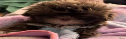 Shih Tzu dogs for sale: 2 Shih Tzu girl puppy’s  - Advert 3