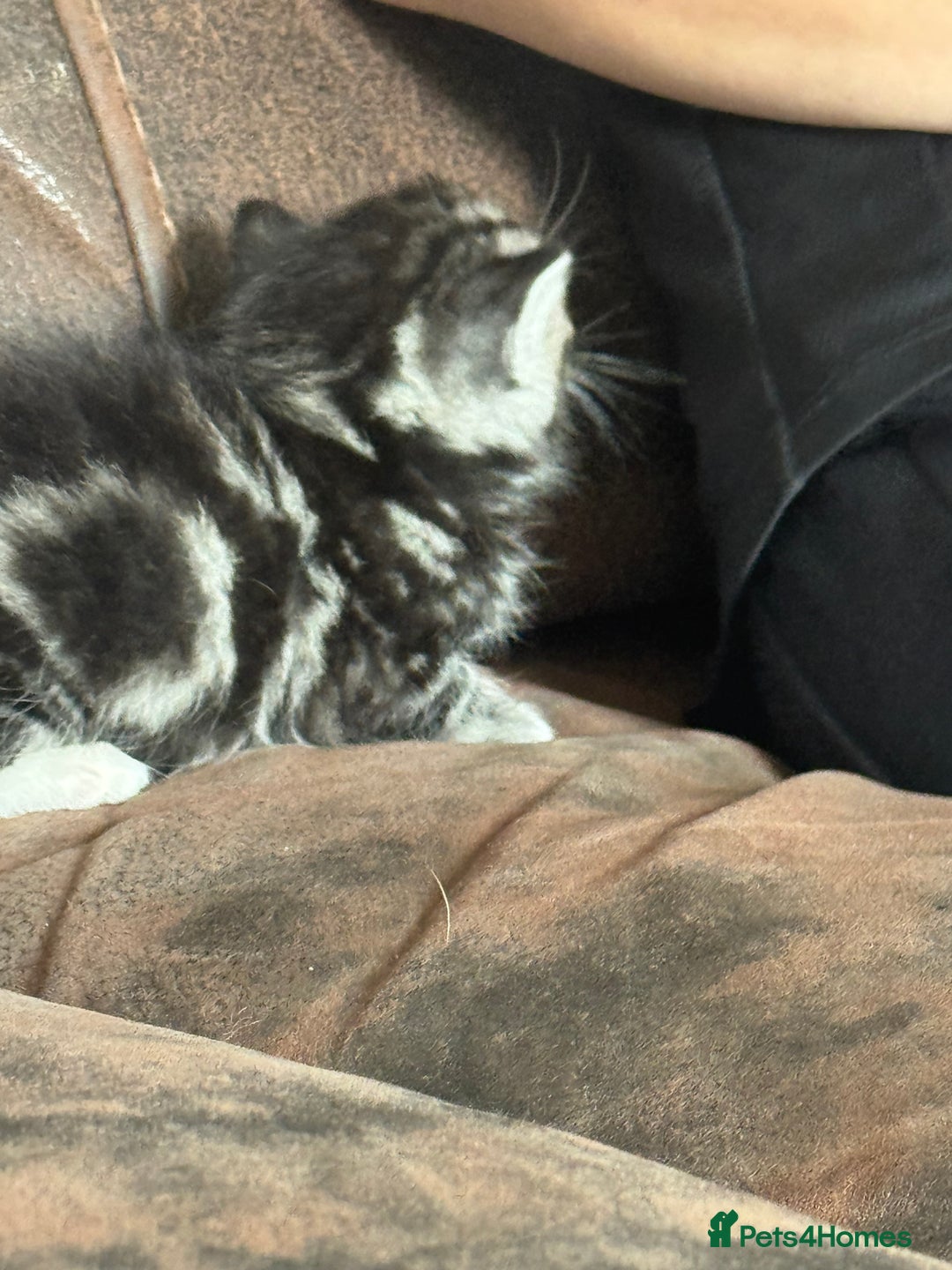 Maine Coon cats for sale: 3 beautiful part Maine coon kittens  - Image 8