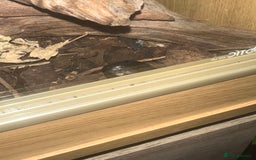 King Snake reptiles for sale: Mexican black kingsnake and full set up - Image 2