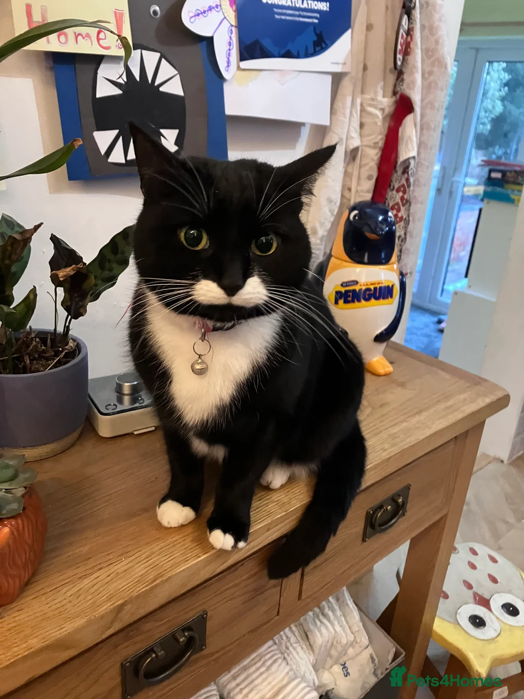 Mixed Breed cats for sale: 2 cats for adoption  - Advert 2