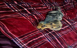 Mixed Breed dogs for sale: Miniature dorkies - Image 6