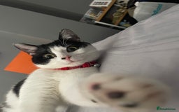 British Shorthair cats for sale: 6 month old Tabby kitten - Image 9