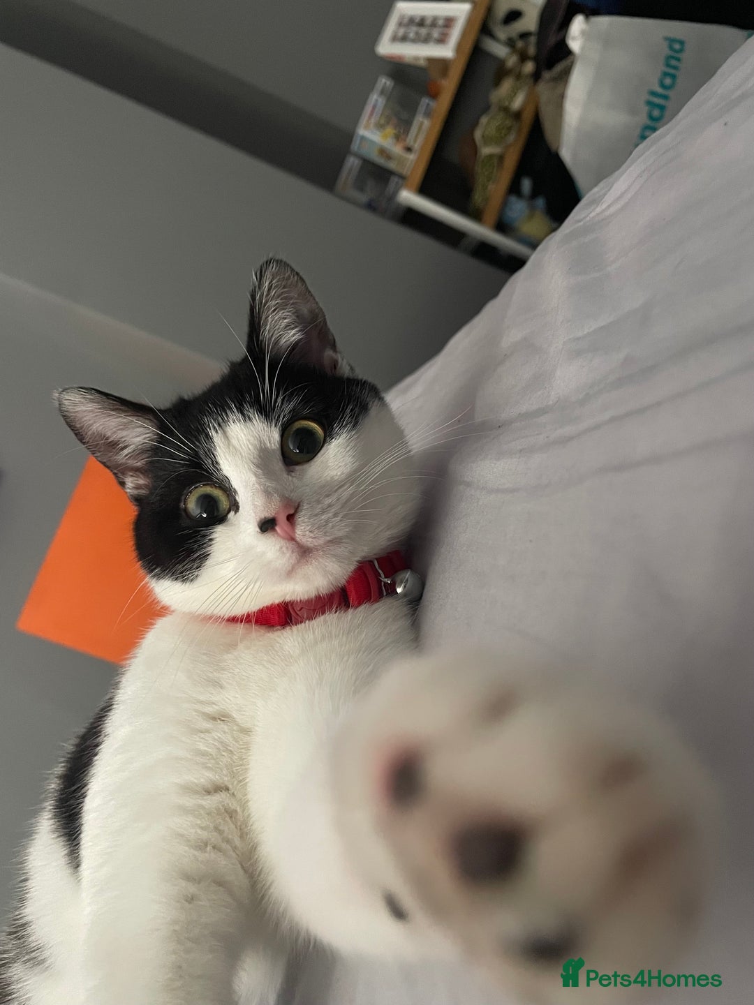 British Shorthair cats for sale: 6 month old Tabby kitten - Image 9