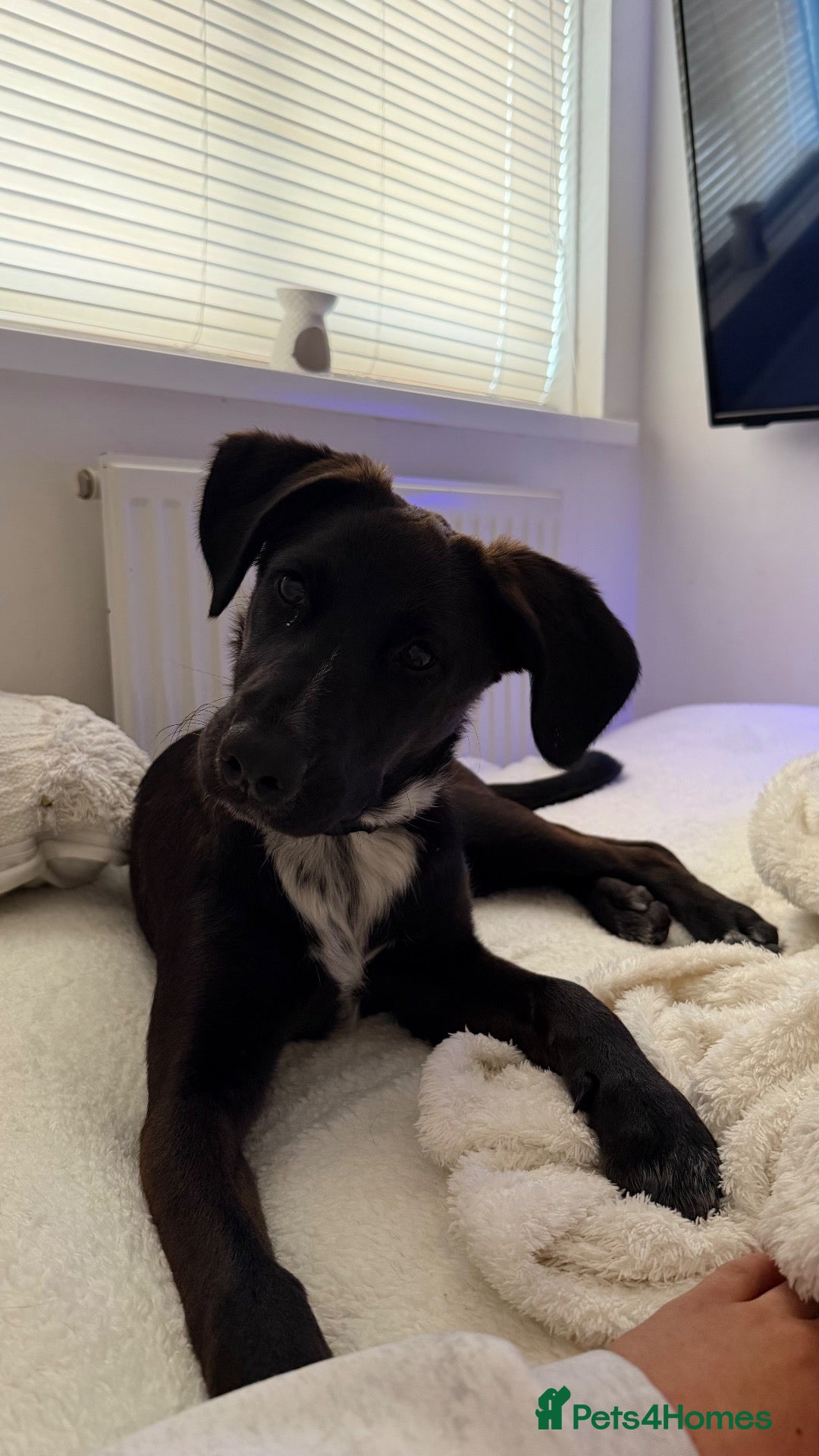 Mixed Breed dogs FREE Belgium Malinois x Britney spaniel - Advert 1