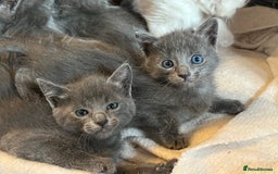Oriental cats for sale: 5 STUNNING RAGAMESE/SIAMESE KITTENS - Image 17