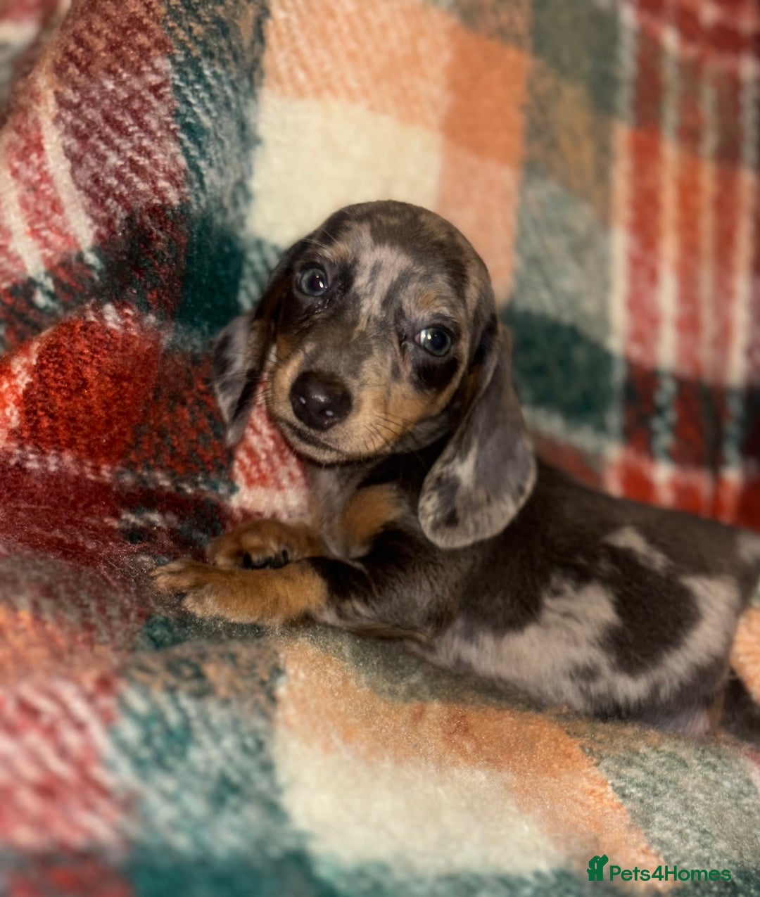 Miniature Dachshund dogs for sale: 🐶 beautiful tiny Dachshund puppies🐶 - Advert 13
