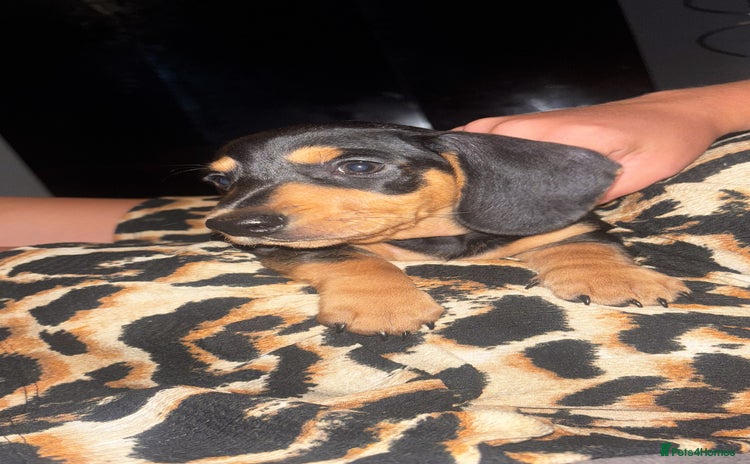 Miniature Dachshund dogs - Advert 14
