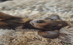 Miniature Dachshund dogs for sale: Minature Daschund - Image 1