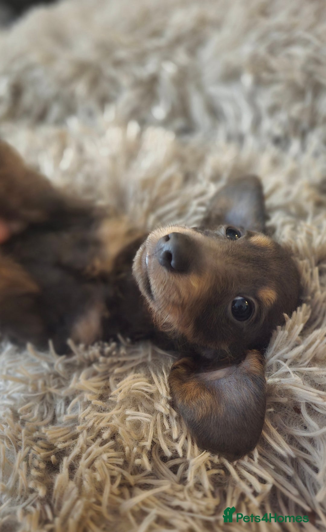 Miniature Dachshund dogs for sale: Minature Daschund - Image 1