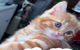 Mixed Breed cats for sale: Tabby kitten - Image 4
