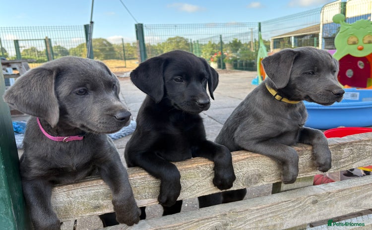 Labrador Retriever dogs - Advert 2