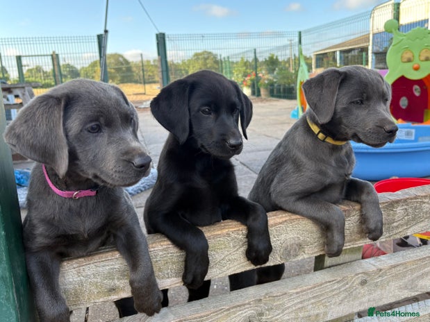 Labrador Retriever dogs - Advert 1