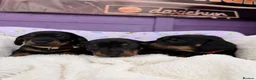 Dachshund dogs for sale: 3 adorable standard dachshund girls available  - Advert 10