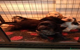 Cocker Spaniel dogs for sale: KC Registered Show type Cocker Spaniels  - Image 10