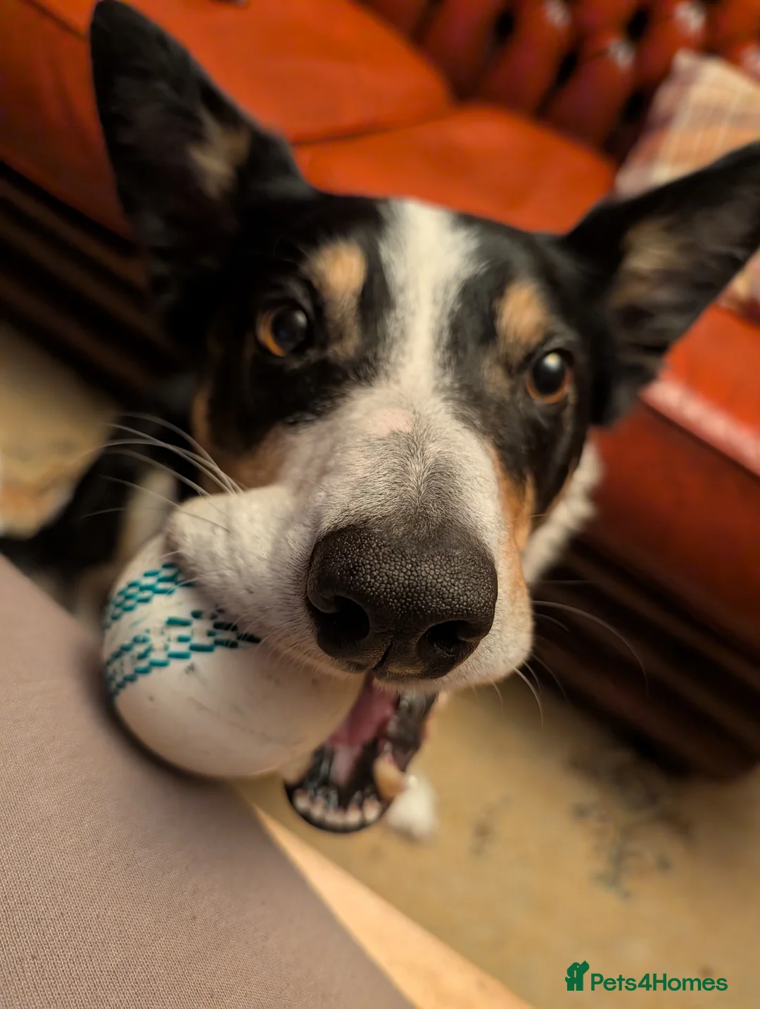 Border Collie dogs for sale: Polly & poppy.  - Advert 5