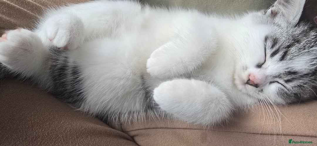 British Shorthair cats for sale: Male kitten British short-hair  - Image 4