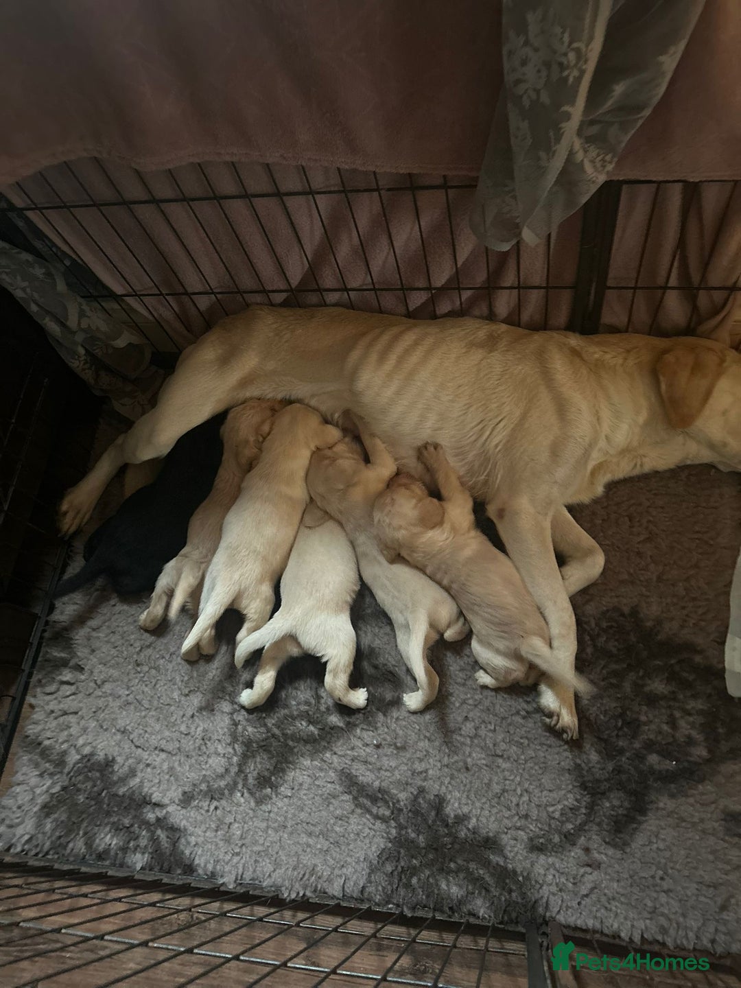 Labrador Retriever dogs for sale: 6 gorgeous Labrador puppies  - Advert 12