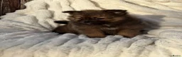Pomeranian dogs for sale: 🐾 Teddy Pomeranian Puppies Ready To Home 🐾 - Advert 3