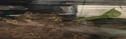Frog reptiles for sale: Frogs and toads for sale in set ups in Andover - Advert 2