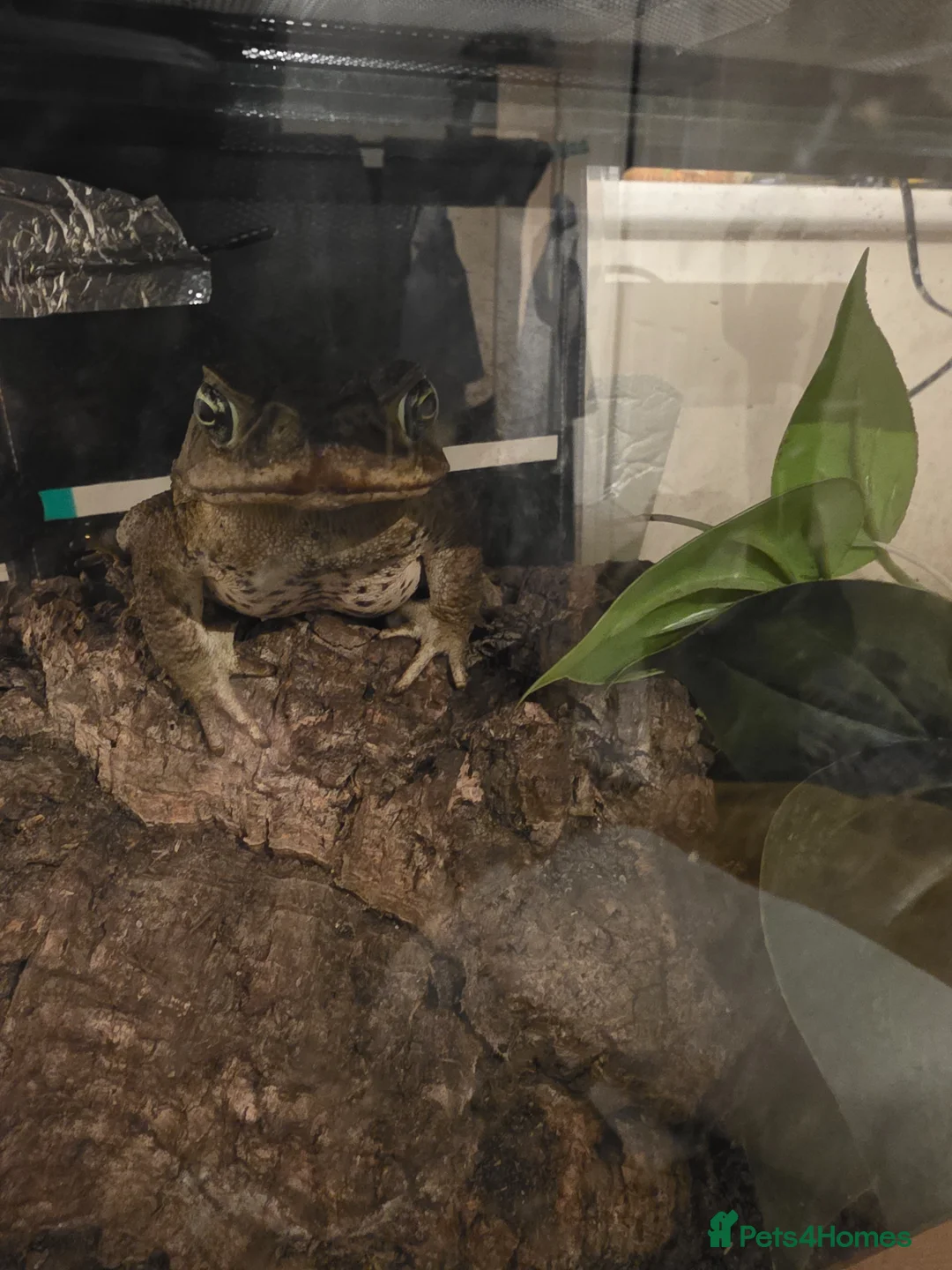 Frog reptiles for sale: Frogs and toads for sale in set ups in Andover - Advert 2