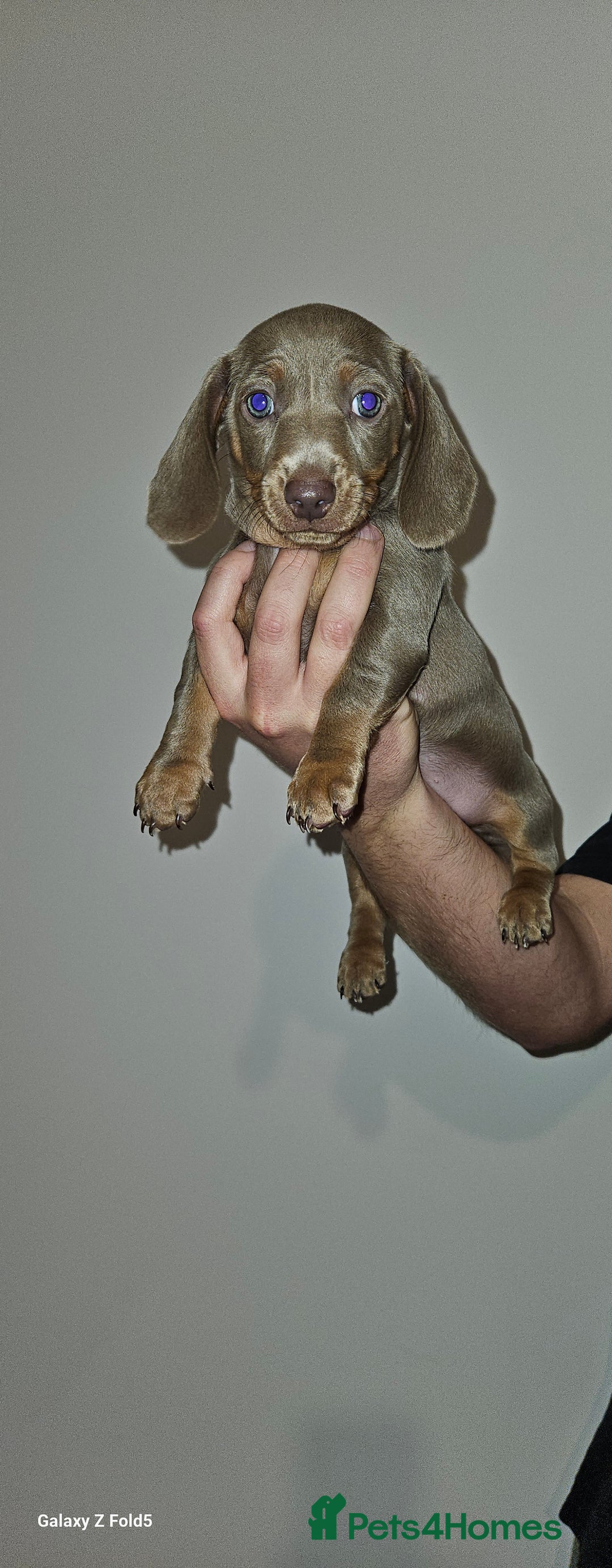 Miniature Dachshund dogs for sale: Silver and Tan Miniature Dachshunds  - Image 12