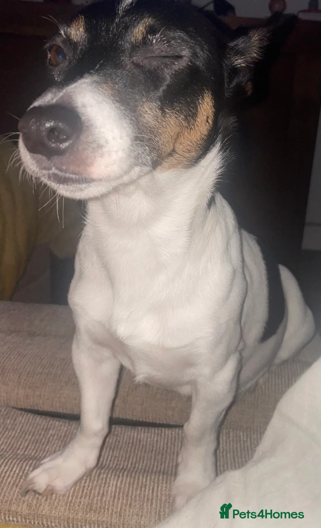 Jack Russell dogs for sale: Jack Russell Puppy - Advert 1