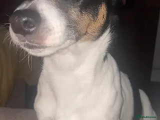 Jack Russell dogs Jack Russell Puppy - Advert 1