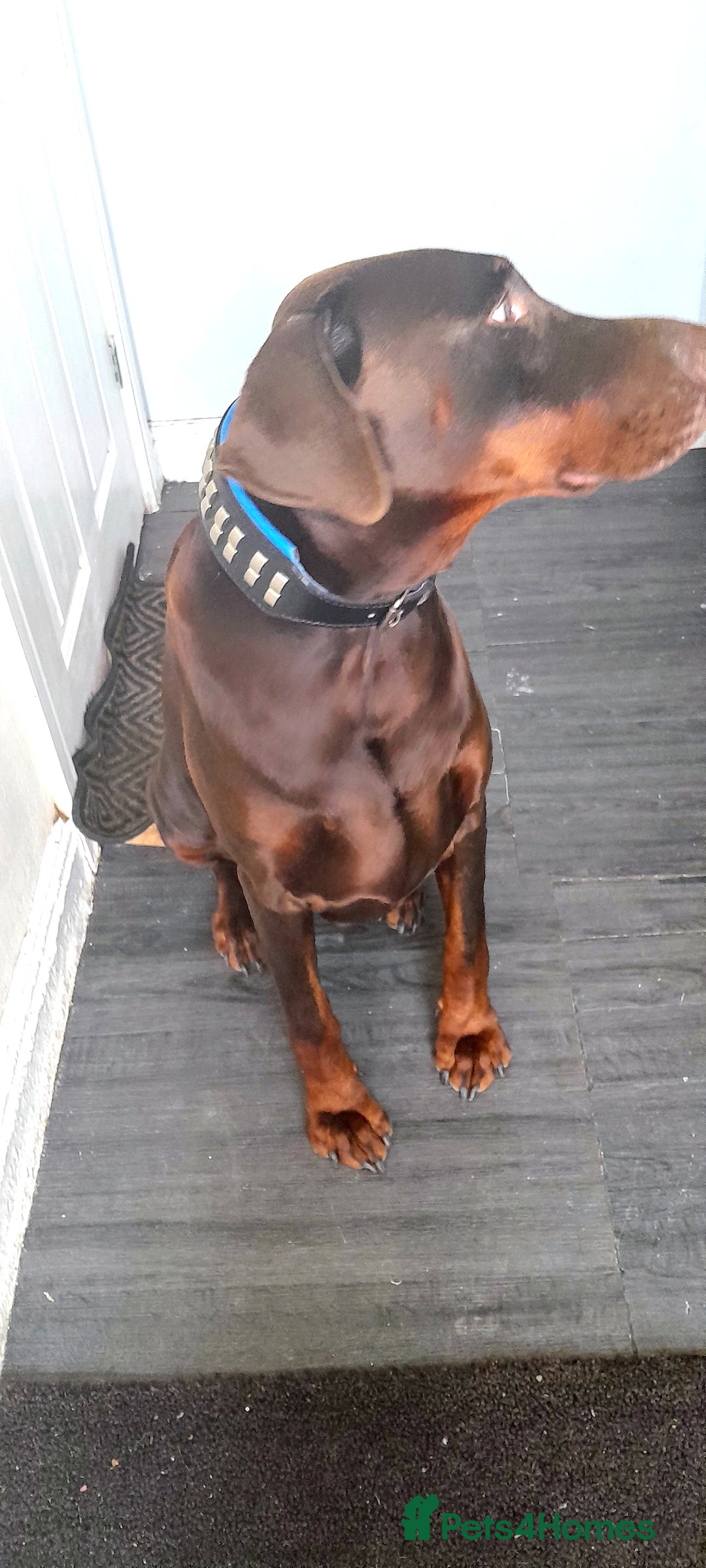 Dobermann dogs for sale:  LOUIS 3 YR OLD DOBERMANN DOG £800  - Advert 9