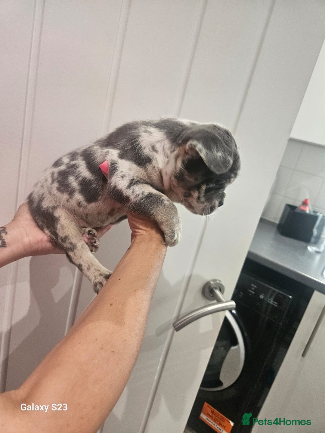 French Bulldog dogs for sale: ⭐️⭐️⭐️⭐️litter of 6 Beautiful french bulldogs 😍🏠 in Southampton - Image 10