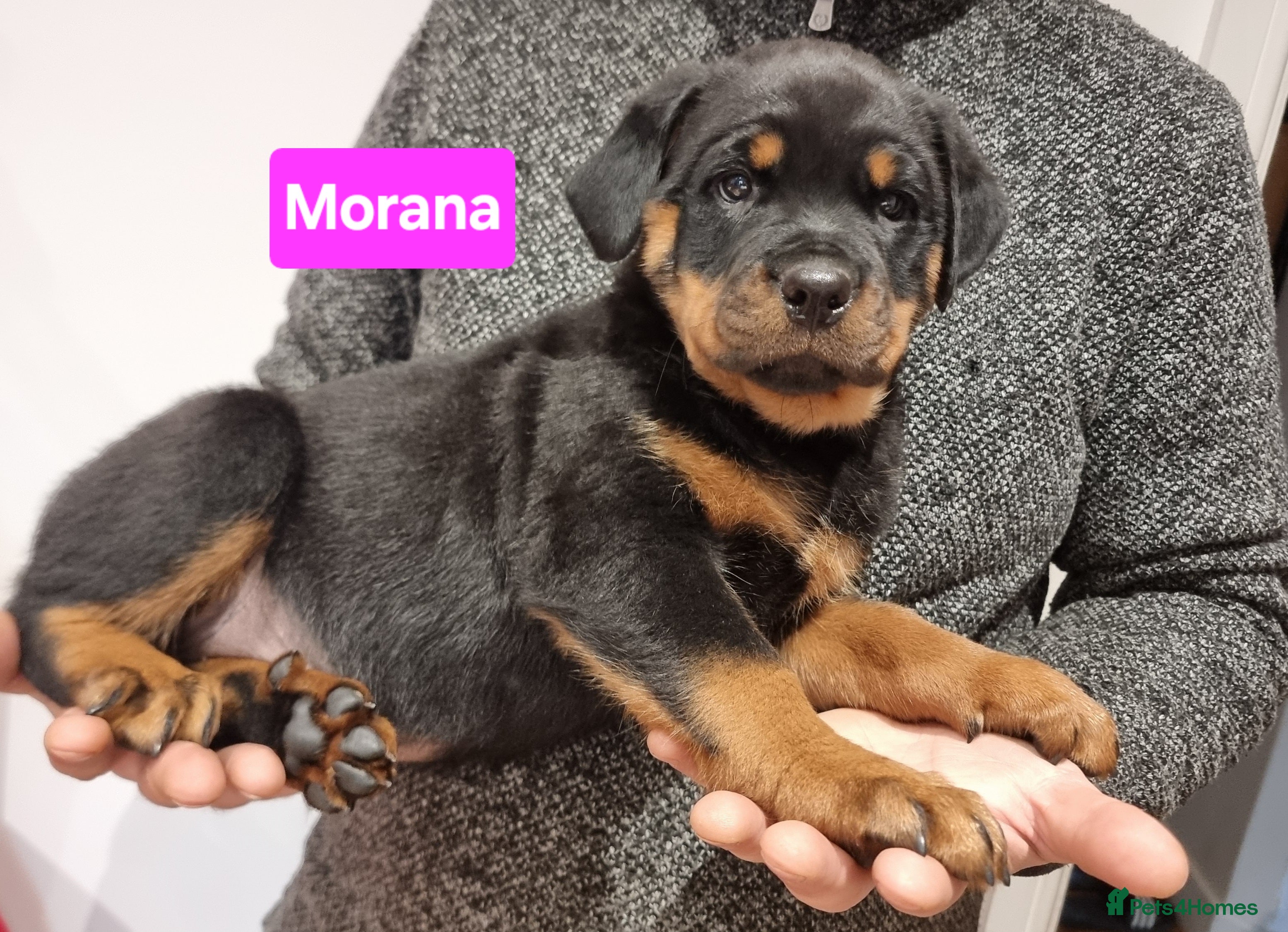 Rottweiler dogs Champion Bloodline KC Registered Rottweilers - Advert 4