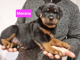 Rottweiler dogs Champion Bloodline KC Registered Rottweilers - Advert 4