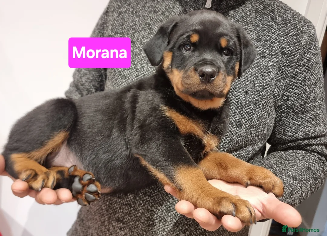 Rottweiler dogs for sale: ONLY 1 BOY LEFT Champion Bloodline KC Rottweilers - Advert 6