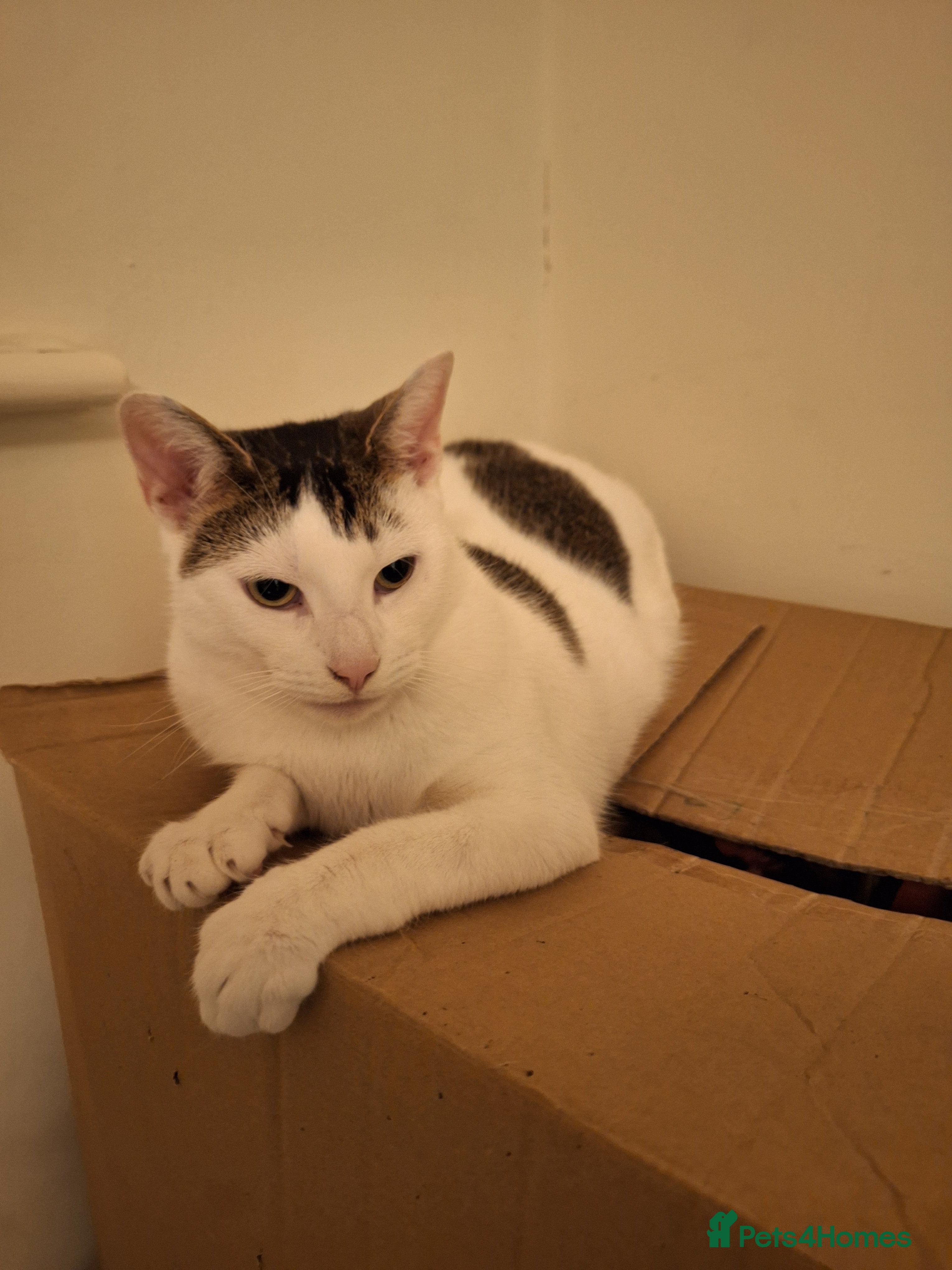 Mixed Breed cats 2 cats for rehome - Advert 18