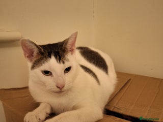 Mixed Breed cats 2 cats for rehome - Advert 1