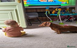 Dachshund dogs for stud: Dachshund for STUD - FREE PLEASE READ - Image 7