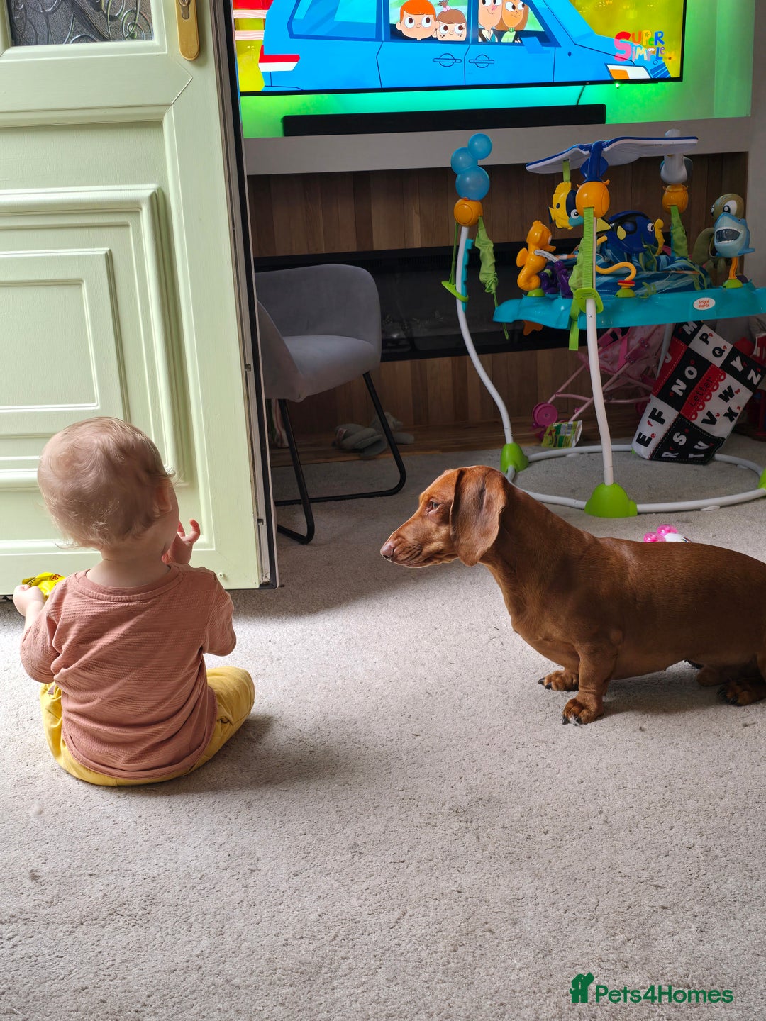 Dachshund dogs for stud: Dachshund for STUD - FREE PLEASE READ - Image 7
