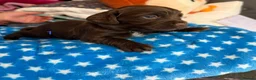 Cocker Spaniel dogs for sale: (ALL BOYS) Beautiful Cocker Spaniel Puppies - Advert 17